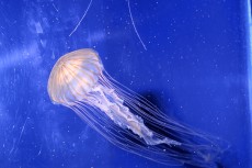 鳥羽水族館 もっと！水の惑星紀行　