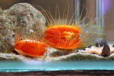 鳥羽水族館 もっと！水の惑星紀行　
