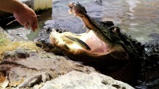 鳥羽水族館 もっと！水の惑星紀行　