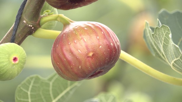 JAあいち三河広報番組「KONにちは!」