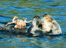鳥羽水族館 もっと！水の惑星紀行　