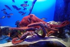 鳥羽水族館 もっと！水の惑星紀行　