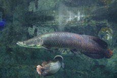 鳥羽水族館 もっと！水の惑星紀行　