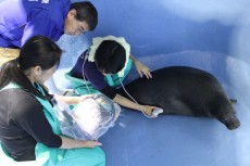 鳥羽水族館 もっと！水の惑星紀行　